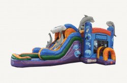 Dolphin Combo rental in Apopka FL